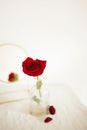 Red roses in glass vases on pink backgroud. Still life with roses reflected in mirror Royalty Free Stock Photo