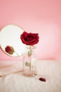 Red roses in glass vases on pink backgroud. Still life with roses reflected in mirror Royalty Free Stock Photo