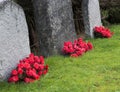 Red roses on graveyard Royalty Free Stock Photo