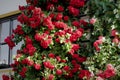 red roses in a great lushness on a house wall