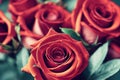 Red roses with green leaves background. Beautiful up-close flowers buds. Royalty Free Stock Photo