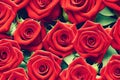 Red roses with green leaves background. Beautiful up-close flowers buds. Royalty Free Stock Photo