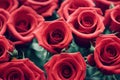 Red roses with green leaves background. Beautiful up-close flowers buds. Royalty Free Stock Photo