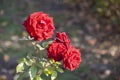 Red roses in green leaves. Blooming roses in garden Royalty Free Stock Photo