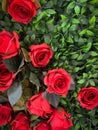 Red roses green leaves copy space vertical shot Royalty Free Stock Photo