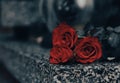 Red roses on grey granite tombstone outdoors, closeup. Space for text Royalty Free Stock Photo