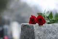 Red roses on grey granite tombstone. Funeral ceremony Royalty Free Stock Photo