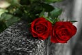 Red roses on grey granite tombstone outdoors, closeup Royalty Free Stock Photo