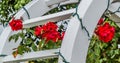 Red Roses On A White Tressel