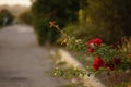 Red roses growing in autumn rural garden by the road Royalty Free Stock Photo