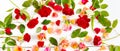 Red roses on white background. Flat lay, top view. Wide photo