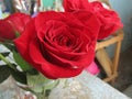 Red roses joy of the home pretty natural ornament