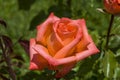 Red roses for lovers,Roses, roses for the day of love, the most wonderful natural roses suitable for web design, love symbol roses