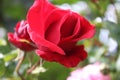 Red roses. Macro photography of Flowers. Love symbol. Royalty Free Stock Photo