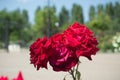 Red roses Niccolo Paganini, floribunda variety