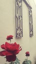 Red roses and old decoration on a wall