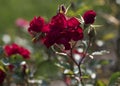 Red Roses in outdoor garden