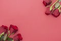 Red roses over red background flat lay. Valentine's Day, Birthday abstract background with copy space