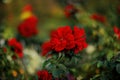 Red roses in the park and a beautiful green blurred background with bokeh. Roses with stamens and red petals. Royalty Free Stock Photo