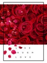 Red roses and petal on white background with Valentine greetings text heart symbol template banner Royalty Free Stock Photo