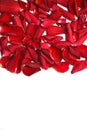 Red roses petals Royalty Free Stock Photo