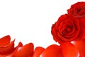 Red roses and petals border Royalty Free Stock Photo
