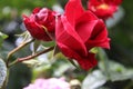 Red roses petals. Photography of Flowers. Love symbol. Close-up photo. Royalty Free Stock Photo