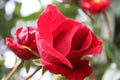 Red roses petals. Photography of Flowers. Love symbol. Macro photo. Royalty Free Stock Photo