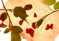 Red Roses and Petals Strewn on a Love Letter Royalty Free Stock Photo