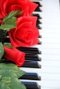 Red Roses on piano keys Royalty Free Stock Photo