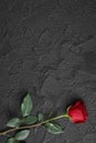 Red roses are placed on a black textured background. A sign of condolence, sympathy loss. Space for your text Royalty Free Stock Photo