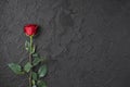 Red roses are placed on a black textured background. A sign of condolence, sympathy loss. Space for your text. Royalty Free Stock Photo