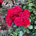 Red roses