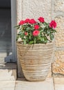 Red roses in pot