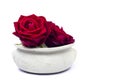 Red roses in a pot on white background Royalty Free Stock Photo