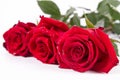 Red roses Royalty Free Stock Photo