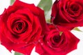 Red roses Royalty Free Stock Photo