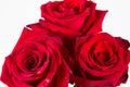 Red roses Royalty Free Stock Photo