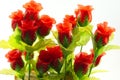 Red roses represent love Royalty Free Stock Photo