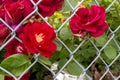 Red roses - Rosa - growing through chain link fence - contrast between beauty and harshness - garden background Royalty Free Stock Photo