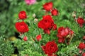 Red Roses Royalty Free Stock Photo