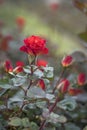 Texas rose blooming in East Texas Spring Royalty Free Stock Photo