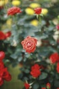 Red roses Royalty Free Stock Photo