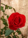Red roses Royalty Free Stock Photo