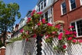 Red Roses with a Row of Brick Residential Buildings and Homes in Astoria Queens New York Royalty Free Stock Photo