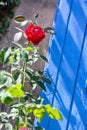 Red roses. Scarlet roses bush. Wooden shutters background Royalty Free Stock Photo