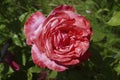 Red roses in a Seattle home garden Royalty Free Stock Photo