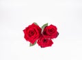 Red roses Royalty Free Stock Photo