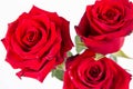 Red roses Royalty Free Stock Photo