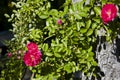 Red roses. small pink rose on bush closeup in sunset garden. Pink roses bushes blooming with green leaves. Beautiful bouquet of Royalty Free Stock Photo